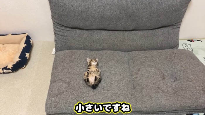 ソファーで寝る子猫