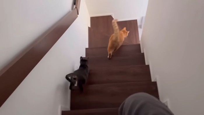 階段をおりる2匹の猫