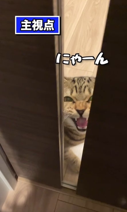 ドアの向こう側で鳴く猫