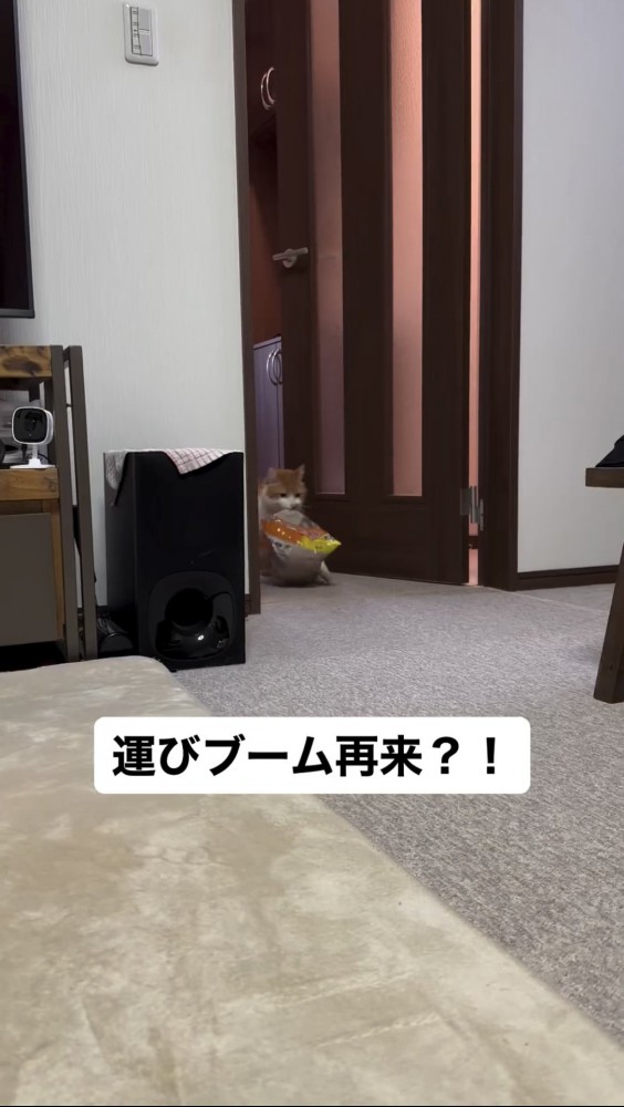 部屋に歩いて入る猫