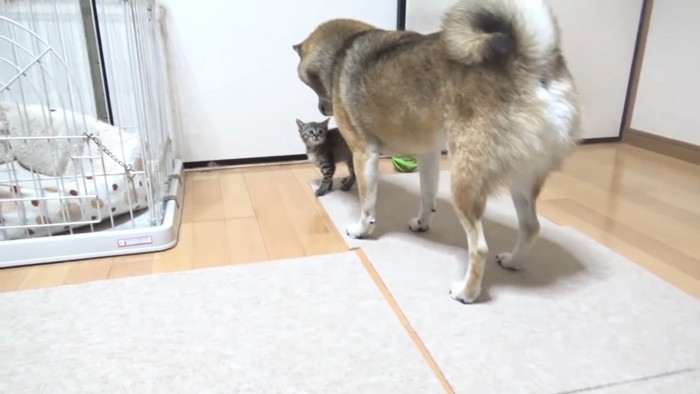 子猫を見下ろす犬