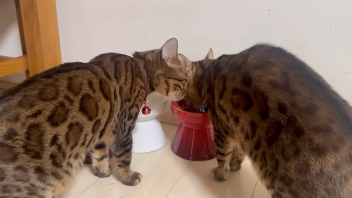 ごはんを食べる2ひきの猫