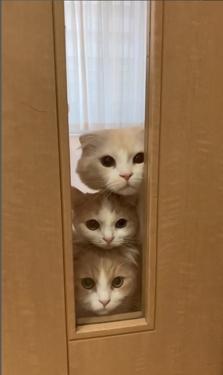 完璧な猫三兄妹