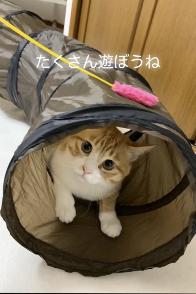 トンネルの中にいる猫