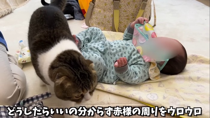 赤ちゃんの周りをウロウロする猫