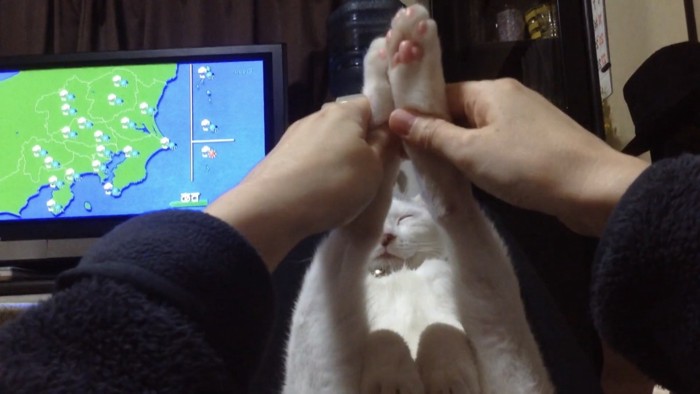 足を閉じられた猫