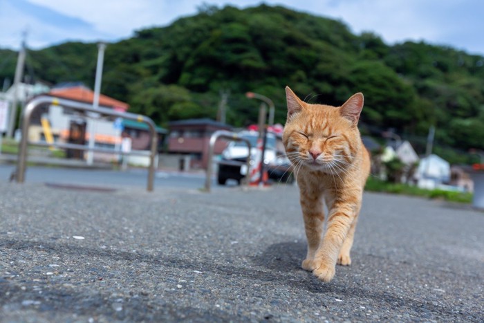 道路を歩く茶トラ猫