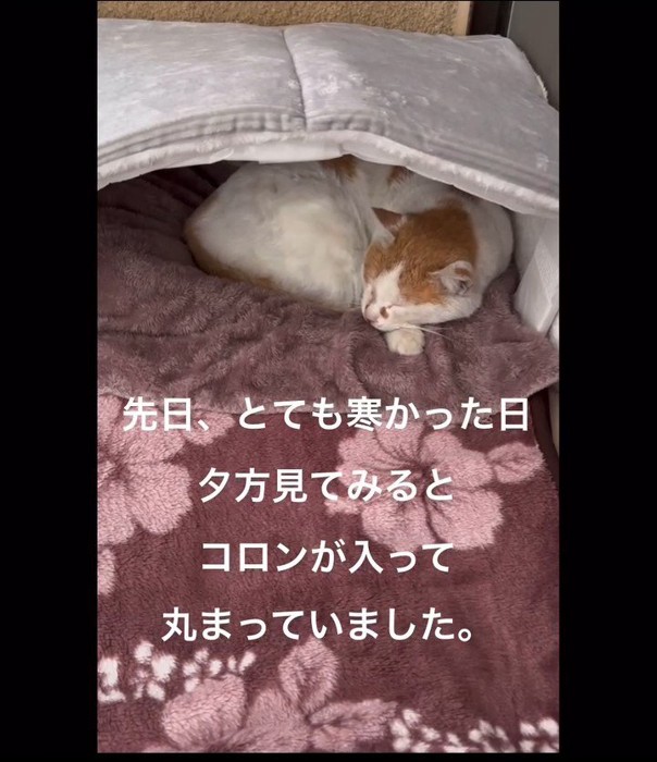 猫ベッドにいる猫