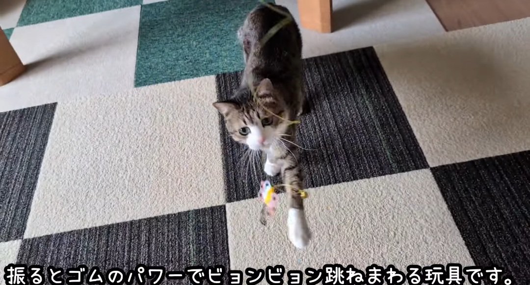 オモチャで遊ぶ猫