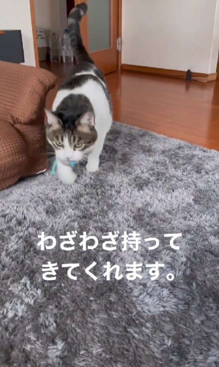 おもちゃをくわえる猫