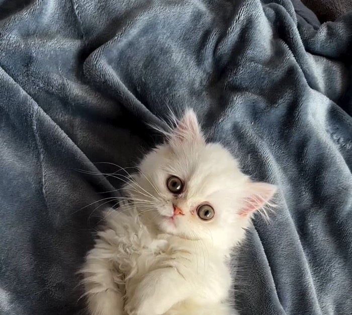 横たわる白い子猫