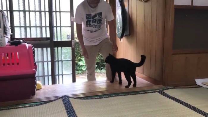 人の前に立つ猫