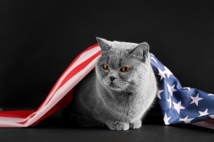体に米国旗をかけられた猫