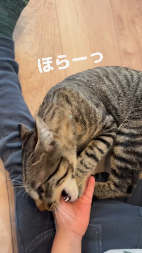 人の手を噛む猫
