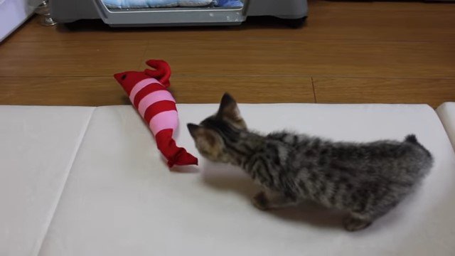 けりぐるみに近づく子猫