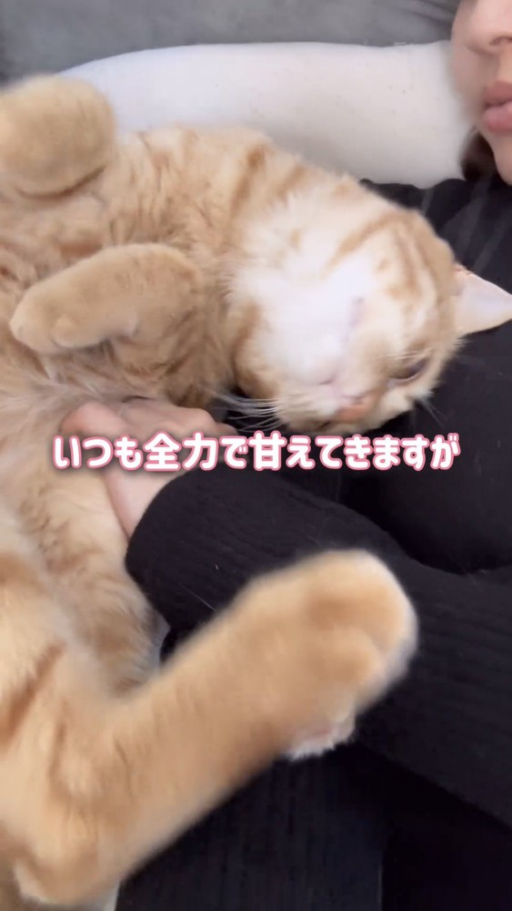 甘える猫