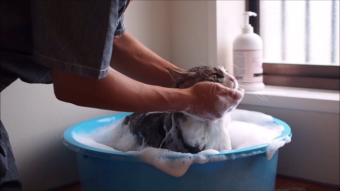 あごを洗われる猫