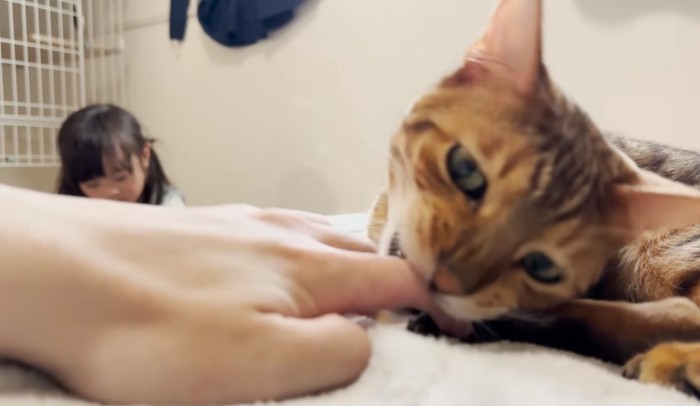 人間の指を噛む猫