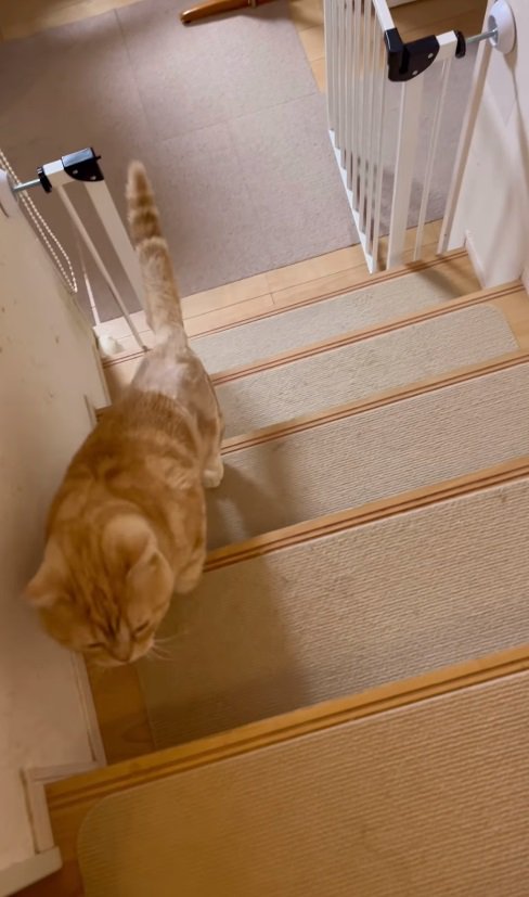 階段を上る猫