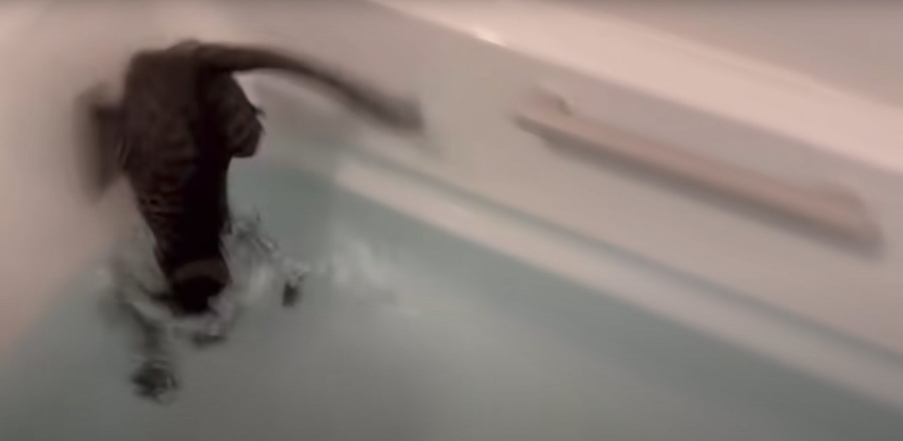 頭からお風呂に飛び込む猫