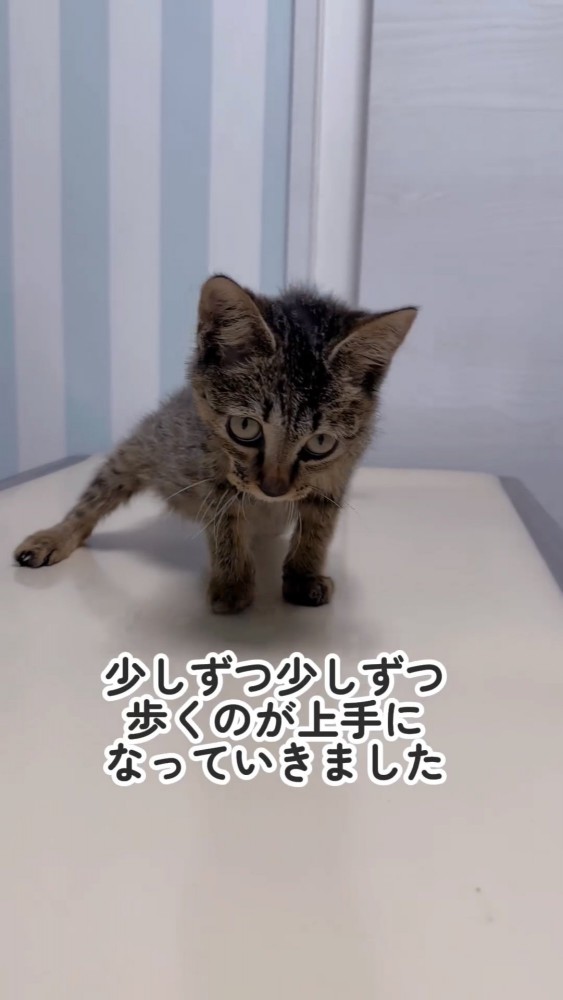 歩く子猫