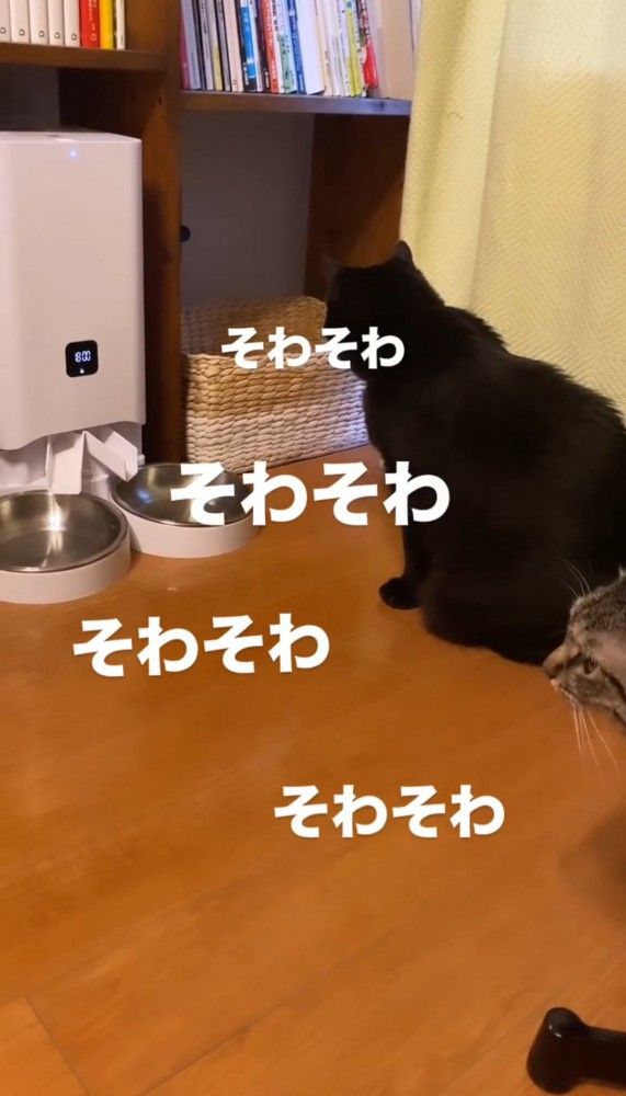 お皿の前で座る黒猫と顔を覗かせるキジトラ猫2