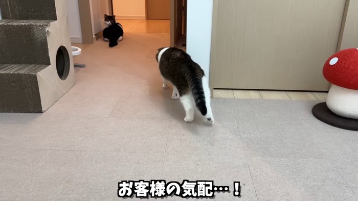 歩く猫の後ろ姿