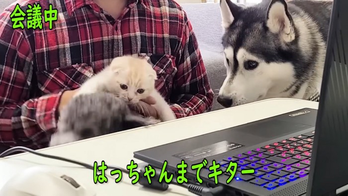 パソコンの前にいる犬と猫