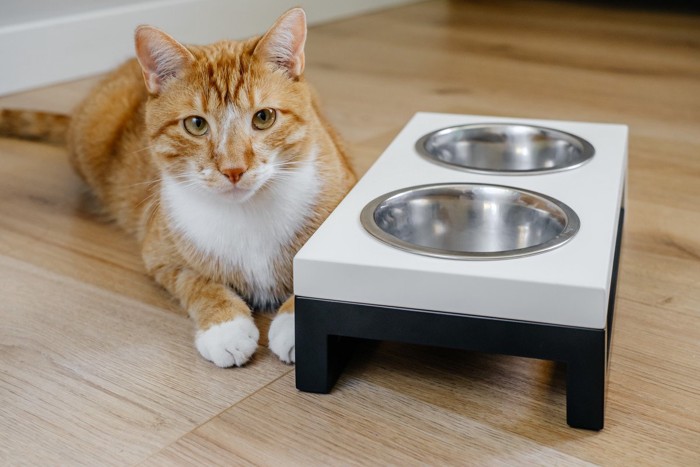 一体型の食器を使う猫