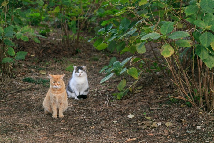 正面を見る2匹の猫