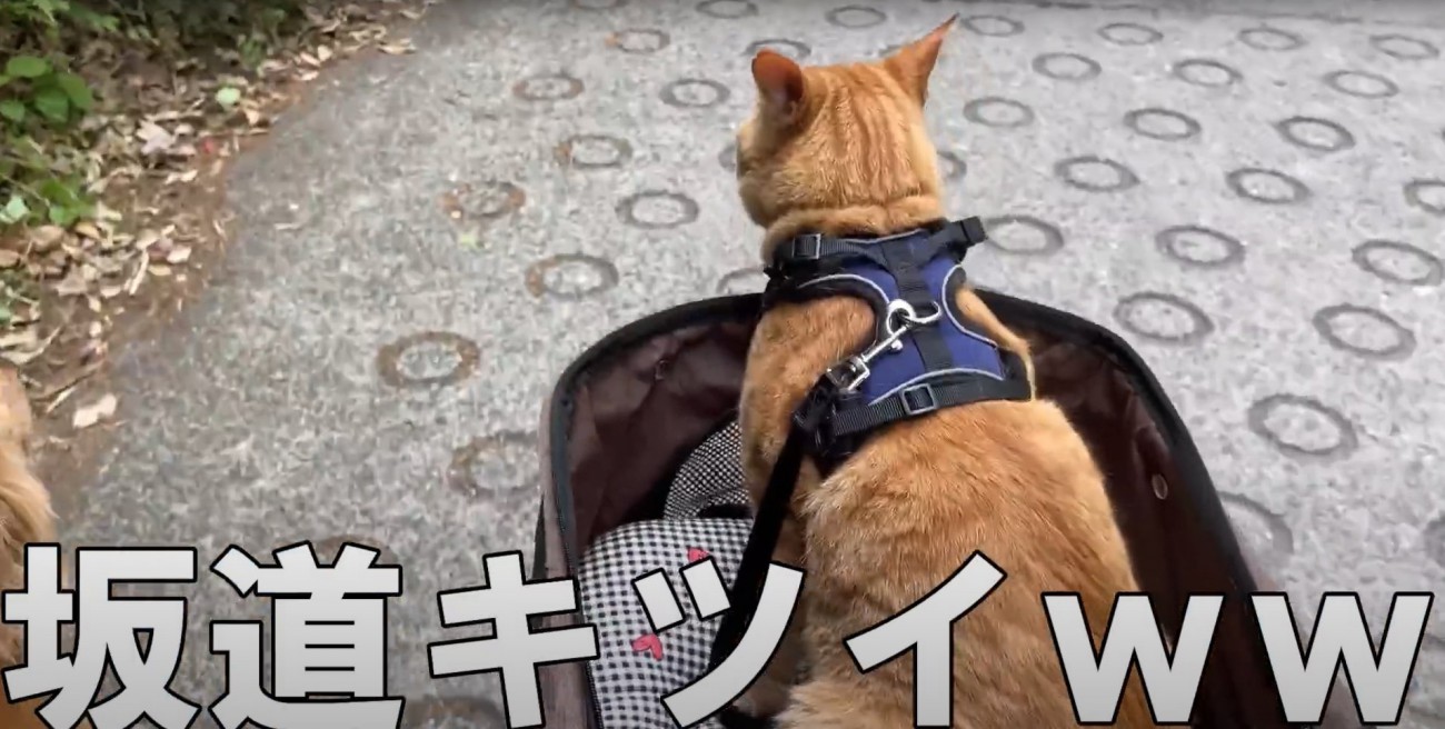 カートに入った猫と字幕「坂道キツイww」