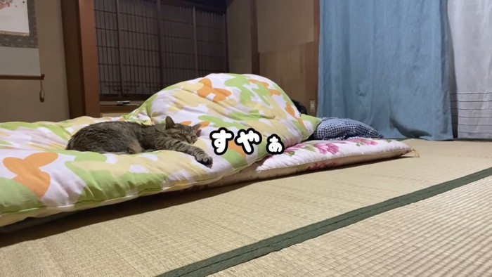 前足を伸ばして寝る猫