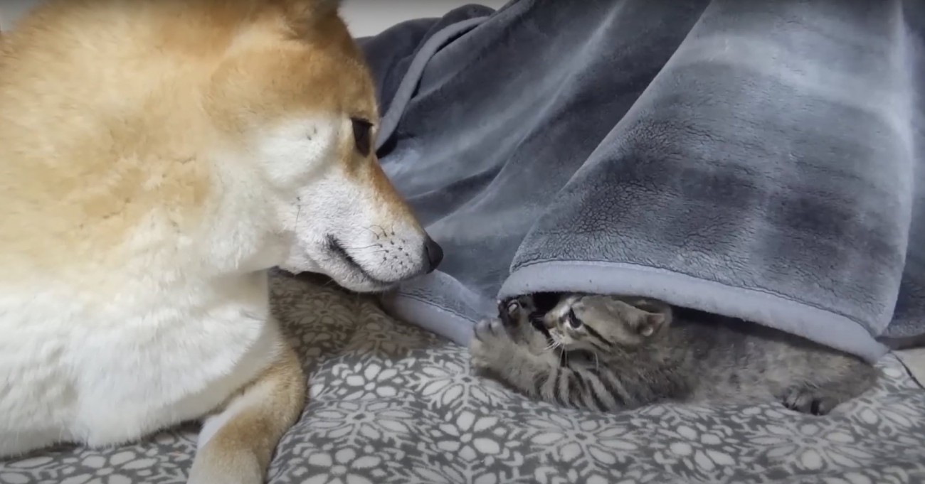 見つめ合う柴犬と子猫