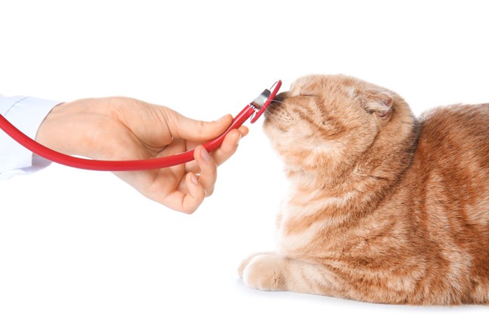 聴診器に鼻をくっつける猫