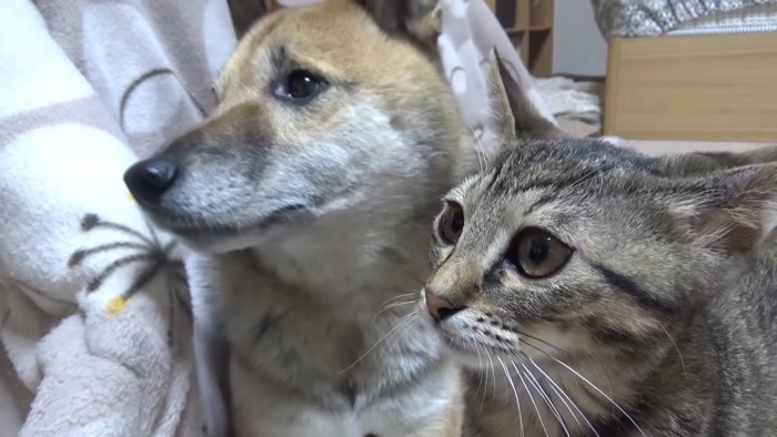 同じ方向を見ている犬と子猫