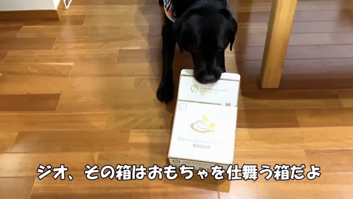 箱を持っていく犬