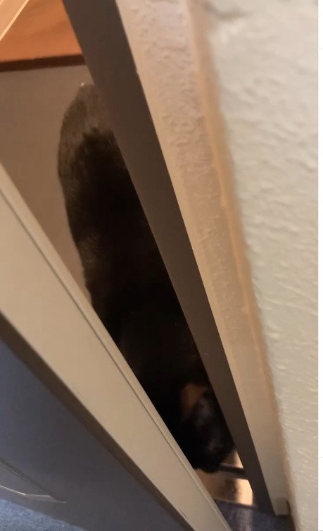 ドアの隙間で下をみる猫