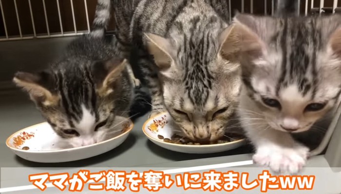 子猫2匹の間にきた母猫