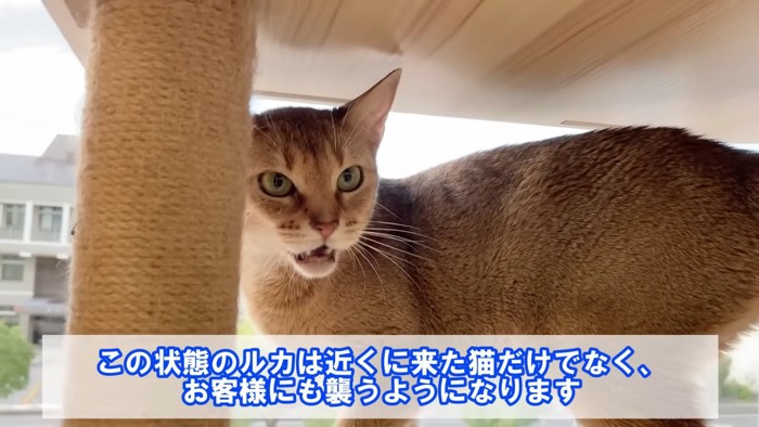 怒った顔の猫