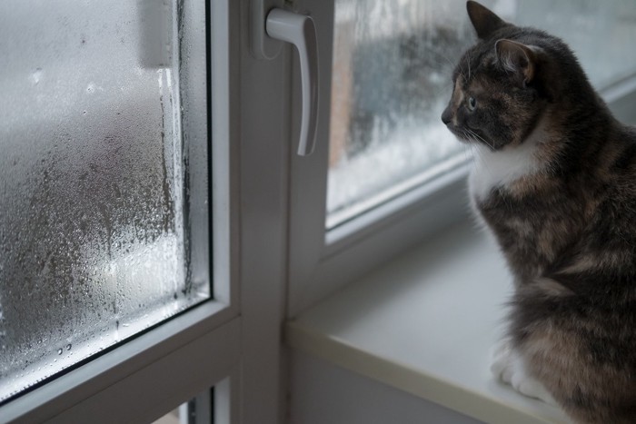 窓の結露を見る猫