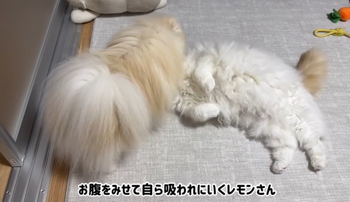 お腹を見せる猫