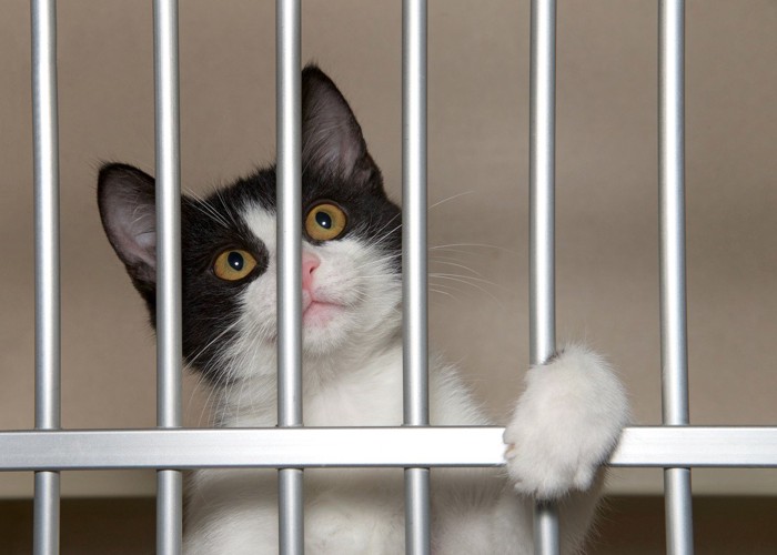 檻の内側にいる白黒猫