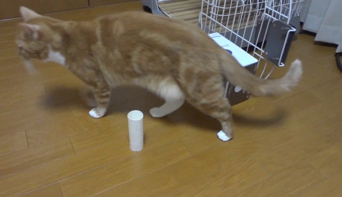 芯を通りすぎる猫