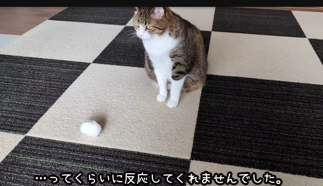 ボールの前の猫