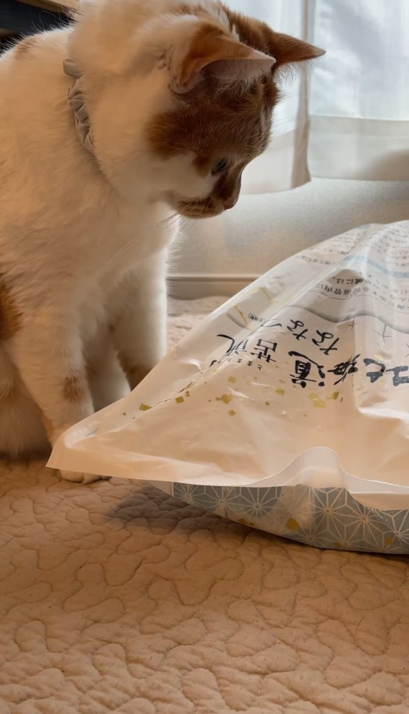 米袋を覗き込む猫
