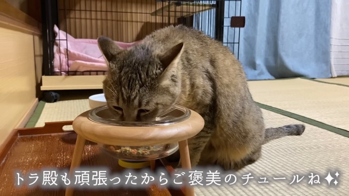 ごはんを食べる猫