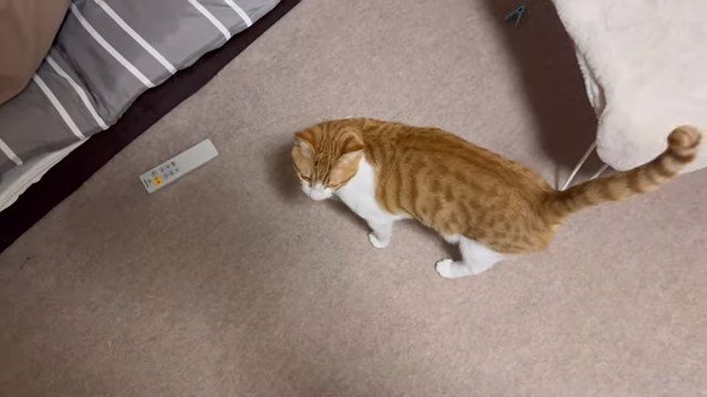 床の上を歩く猫