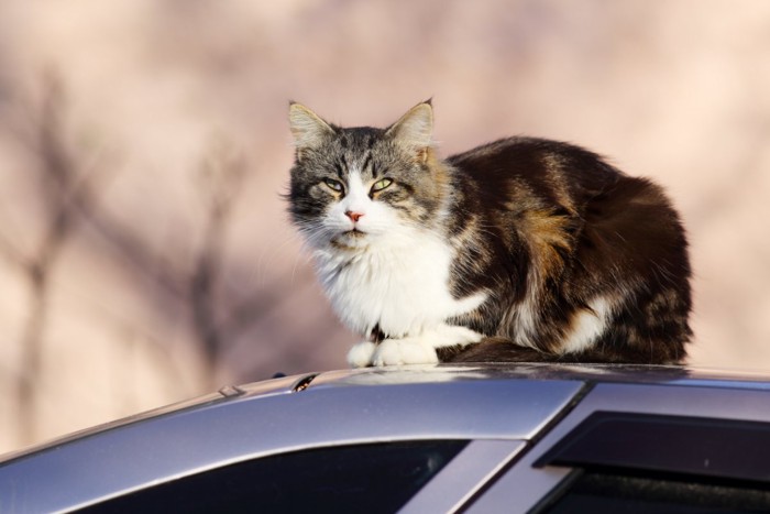 車の屋根の上にいる猫