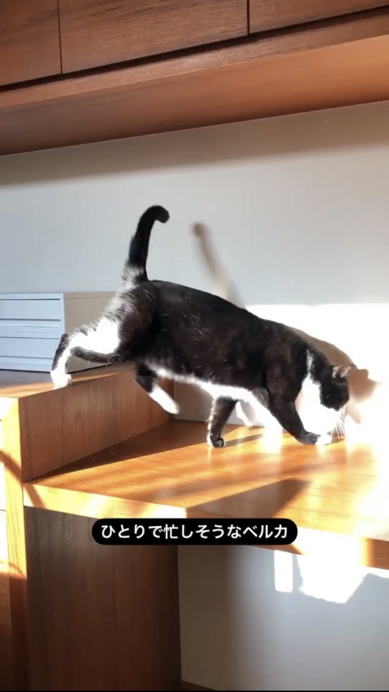 棚の上を歩く黒猫