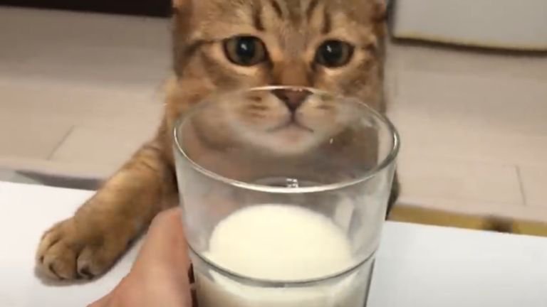 牛乳を見つめる猫